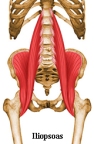 iliopsoas anatomy pic 2